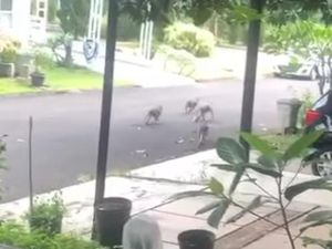 Viral Kawanan Monyet Berkeliaran di Perumahan Tangsel