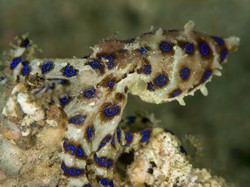 Gurita yang Racunnya 1.000 Kali Lebih Kuat dari Sianida