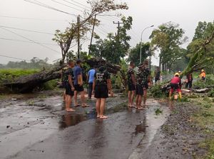 Pohon Tumbang, Arus Lalin Jalur Tasik-Manonjaya Terganggu Pohon Tumbang, Arus Lalin Jalur Tasik-Manonjaya Terganggu
