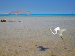 Arab Saudi Segera Buka Kasino, Gaet Wisatawan dan Investor Israel