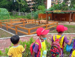 Solo Safari Sudah Dibuka, Cek Harga Tiket dan Jam Operasional