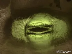 Video Langka Berhasil Rekam Tumbuhan yang Lagi Bernapas Video Langka Berhasil Rekam Tumbuhan yang Lagi Bernapas