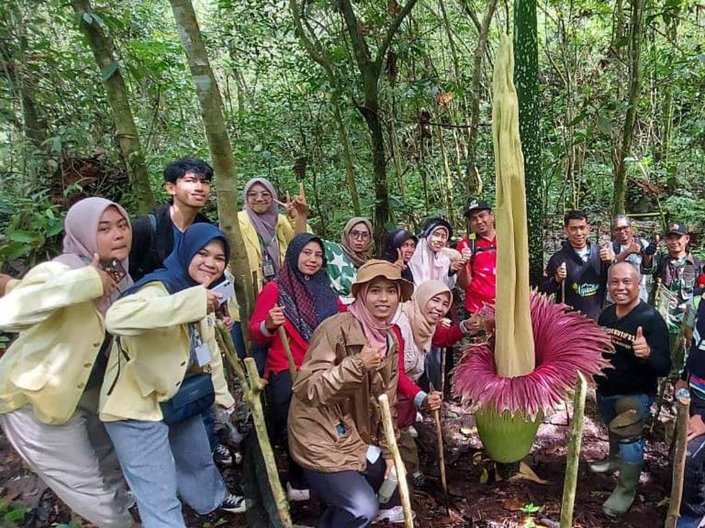 Heboh Bunga Bangkai Setinggi 3 Meter Tumbuh di Hutan Padang Panjang