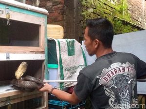 Cara Rinto Penghulu King Kobra Rawat Ular di Rumah Cara Rinto Penghulu King Kobra Rawat Ular di Rumah