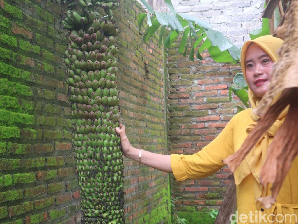 Unik Lur! Pohon Pisang Berbuah Banyak Menjulur 2 Meter di Kudus Unik Lur! Pohon Pisang Berbuah Banyak Menjulur 2 Meter di Kudus