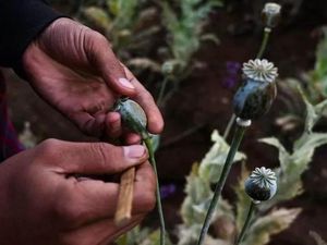 Produksi Opium Meningkat Tajam di Myanmar Akibat Desakan Ekonomi