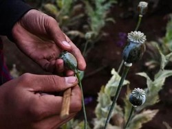 Produksi Opium Meningkat Tajam di Myanmar Akibat Desakan Ekonomi