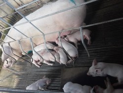 Wanti-wanti Kemenkes RI Soal Daging Babi di Tengah Gaduh Demam Babi Afrika