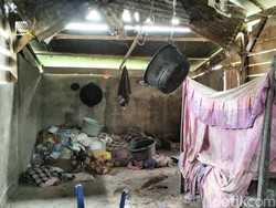 Pilu Sekeluarga Penderita Kejiwaan di Polman Tinggal di Gubuk Bareng Ayam
