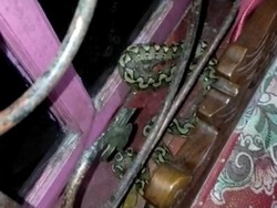 2 Ular Sanca Baru Menetas di Bone Masuk Rumah Warga, Petugas Satpol Amankan