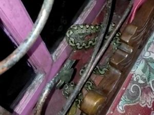 2 Ular Sanca Baru Menetas di Bone Masuk Rumah Warga, Petugas Satpol Amankan 2 Ular Sanca Baru Menetas di Bone Masuk Rumah Warga, Petugas Satpol Amankan