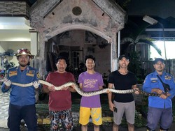 Warga Bogor Kaget Lihat Ular Sanca 2,5 Meter di Rumah, Sempat Dikira Kucing