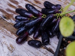 5 Fakta Anggur Sweet Sapphire yang Bentuknya Lonjong seperti Jari Monster