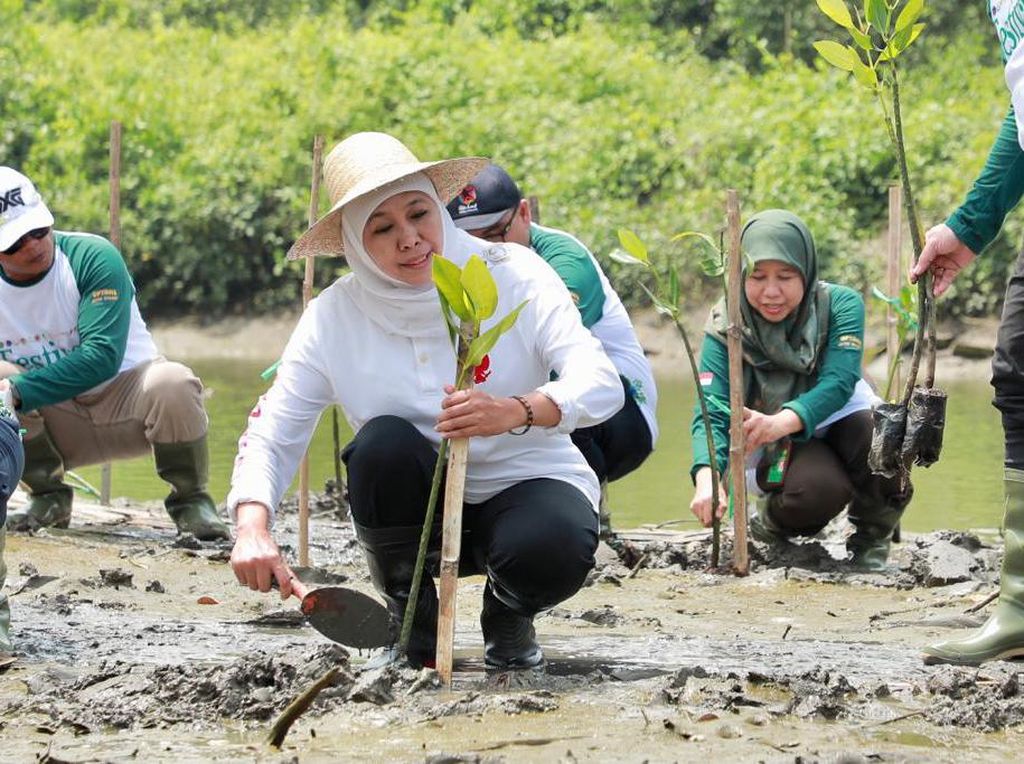 Festival Mangrove di Sidoarjo, Khofifah Kuatkan Sinergitas Jaga Ekosistem Festival Mangrove di Sidoarjo, Khofifah Kuatkan Sinergitas Jaga Ekosistem