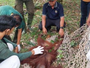 Induk dan Anak Orang Utan Masuk Bandara Lanud Pangkalan Bun Dievakuasi