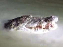 Buaya 4 Meter Muncul di Sungai Konaweha, Warga Beri Makan Lalu Suruh Pulang