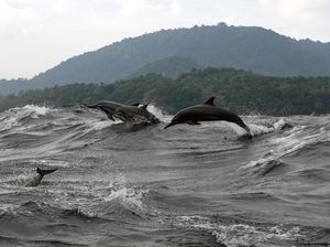 10 Hewan Paling Cerdas di Dunia Menurut Ilmuwan 10 Hewan Paling Cerdas di Dunia Menurut Ilmuwan