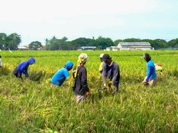 Kementan Dorong Petani Bisa Ekspor Hasil Panen, Begini Caranya