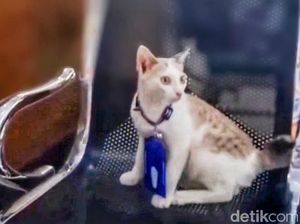 Kenalan dengan Charlie, Kucing Manja Penerima Tamu di Samsat Situbondo