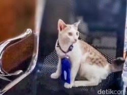 Kenalan dengan Charlie, Kucing Manja Penerima Tamu di Samsat Situbondo