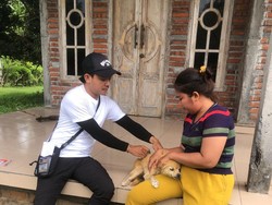 Anjing yang Gigit Bocah dan Guru di PAUD Jembrana Positif Rabies
