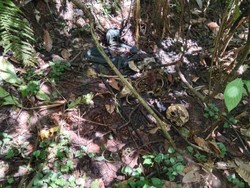 Geger Temuan Mayat di Luwu Tinggal Kerangka, Polisi Selidiki