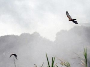 Taman Safari Indonesia Lepasliarkan Dua Ekor Elang Jawa Taman Safari Indonesia Lepasliarkan Dua Ekor Elang Jawa