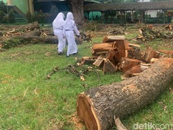 Penebangan Pohon di SMAN 1 Semarang Disetop Usai Diprotes Alumni