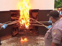 500 Kilogram Daging Babi Asal Sulawesi Tenggara Dimusnahkan di Kupang