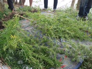 Polisi Temukan Ratusan Pohon Ganja Tumbuh di Situ Cangkuang Garut