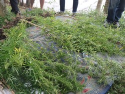 Polisi Temukan Ratusan Pohon Ganja Tumbuh di Situ Cangkuang Garut