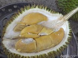 Dari Lereng Semeru Ada Durian Mentega yang Lembut Creamy