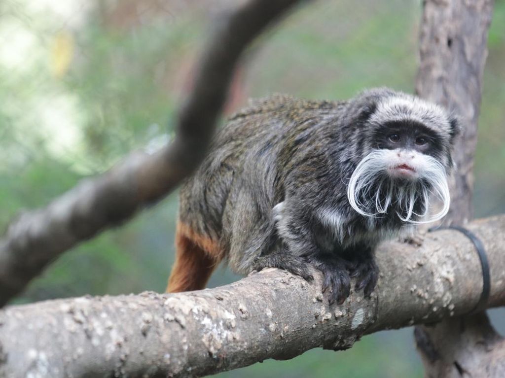 Dua Ekor Monyet Hilang dari Kebun Binatang, Diduga Diambil Orang