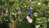 Syahdunya Panen Jeruk di China