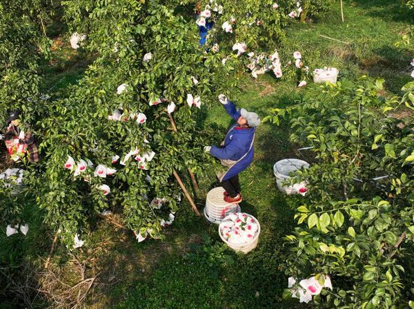Syahdunya Panen Jeruk di China