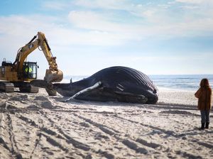 Paus Bungkuk Raksasa Mati Terdampar di New York