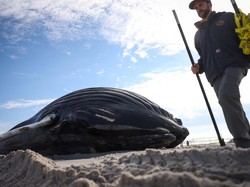 Banyak Paus Terdampar dan Sekarat, Para Ilmuwan Ungkap Dugaan Penyebabnya