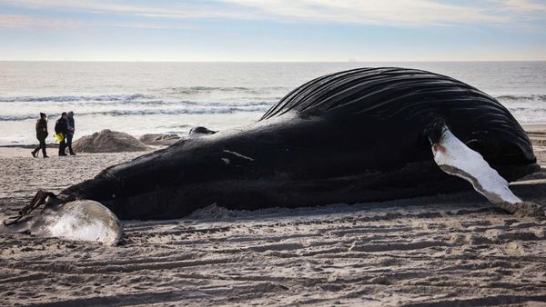 Paus Bungkuk Mati Terdampar di Pantai Lido New York
