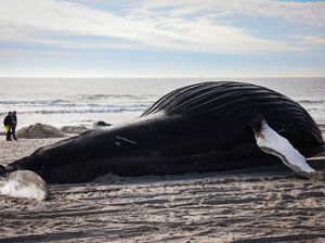 Paus Bungkuk Mati Terdampar di Pantai Lido New York