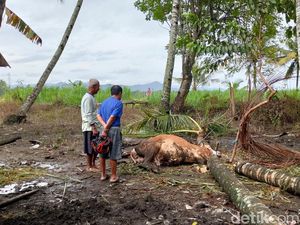 Bruk! Pohon Tumbang Timpa Seekor Sapi di Kulon Progo
