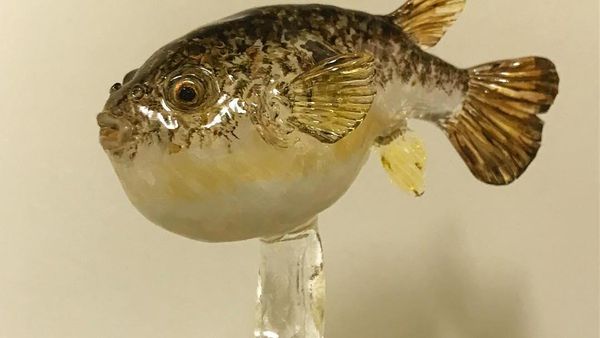Sayang Dimakan, Permen Berbentuk Ikan hingga Kuda Putih yang Cantik Ini