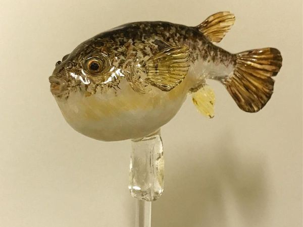 Sayang Dimakan, Permen Berbentuk Ikan hingga Kuda Putih yang Cantik Ini