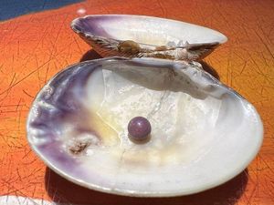 Makan Kerang di Restoran, Wanita Ini Temukan Mutiara Bernilai Rp 66 juta Makan Kerang di Restoran, Wanita Ini Temukan Mutiara Bernilai Rp 66 juta