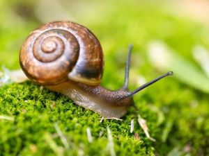 Penelitian Ungkap Escargot Dikonsumsi Sejak Zaman Purba, tapi Siputnya Super Besar Penelitian Ungkap Escargot Dikonsumsi Sejak Zaman Purba, tapi Siputnya Super Besar