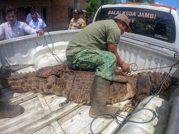 BKSDA Jambi Evakuasi Buaya Muara ke Tempat Penyelamatan Satwa