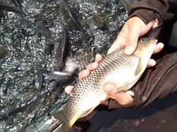 2,3 Ton Ikan Mas di PLTA Kampar Mendadak Mati gegara Penyakit