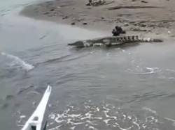 Geger Buaya Muncul di Mateng saat Warga Menyeberang Sungai Pakai Perahu