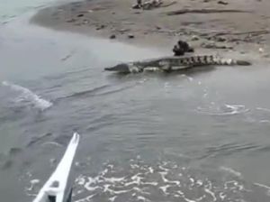 Geger Buaya Muncul di Mateng saat Warga Menyeberang Sungai Pakai Perahu Geger Buaya Muncul di Mateng saat Warga Menyeberang Sungai Pakai Perahu