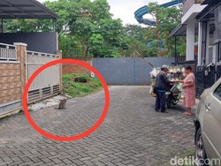 Puluhan Monyet Serbu Perumahan di Malang, Bongkar Tong Sampah-Curi Spion