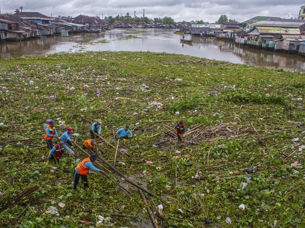 Aksi Petugas Bersihkan Sungai Martapura yang Tertutup Sampah